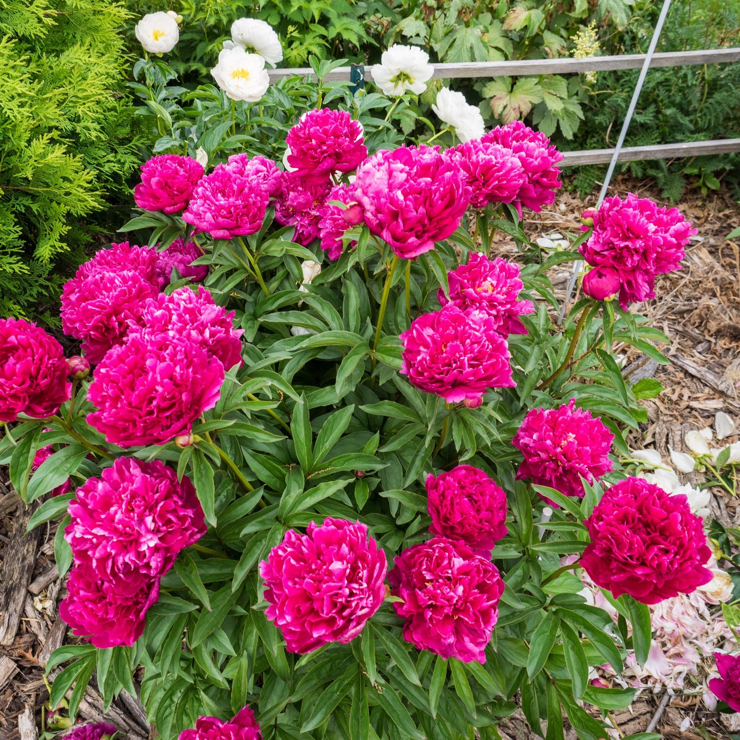 Paeonia lactiflora 'Kansas' - Kansas Peony