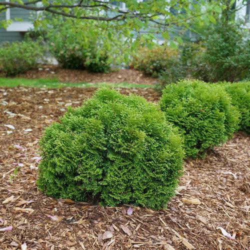 Thuja occidentalis 'SMNTOBAB' - Tater Tot® Arborvitae