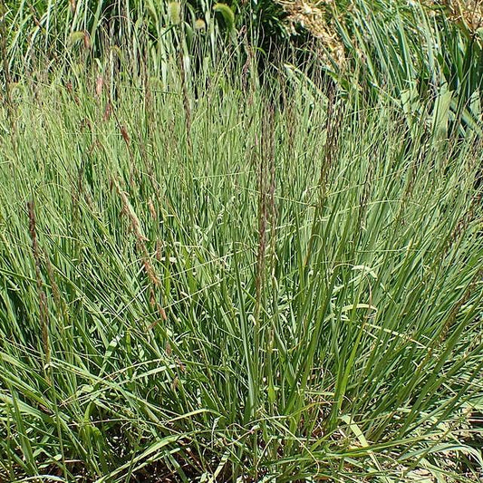 Bouteloua curtipendula - Sideoats Grama