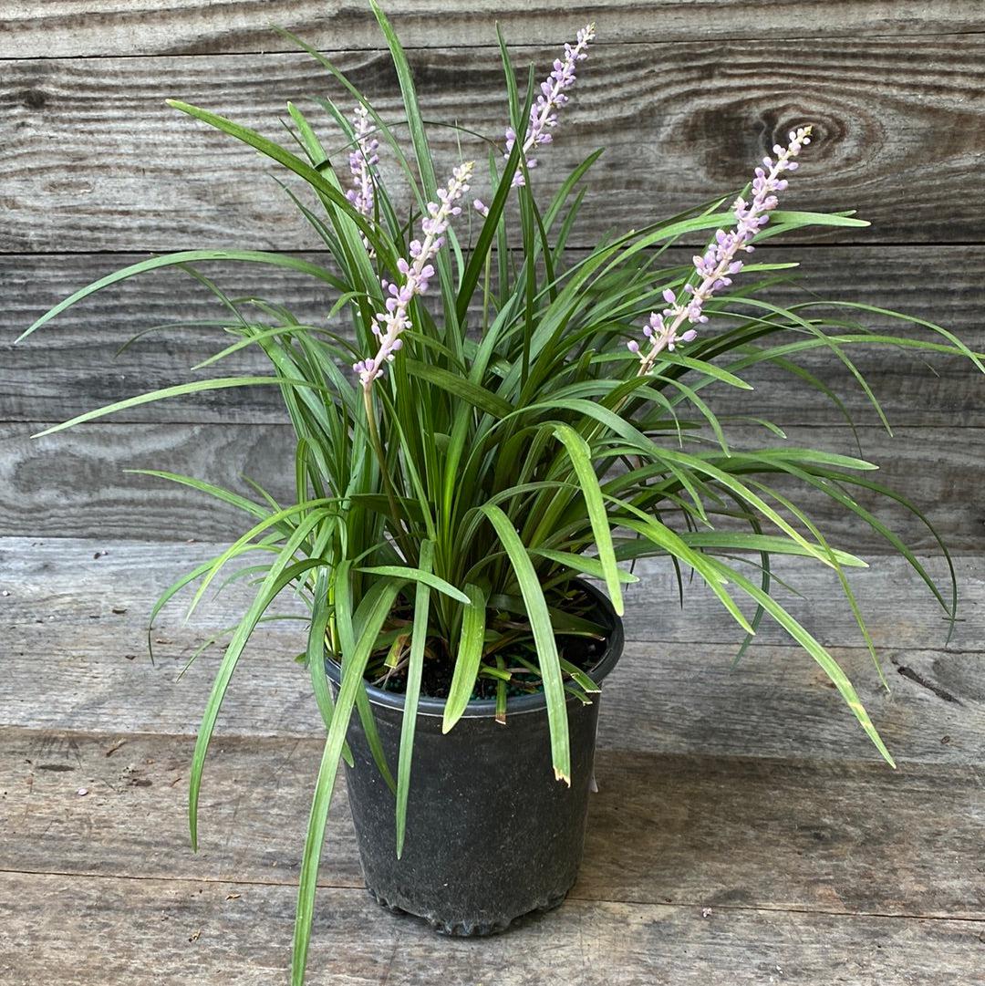 Liriope muscari 'Big Blue' - Big Blue Lily Turf