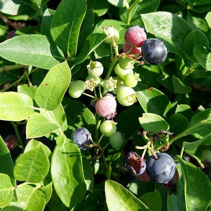 Vaccinium corymbosum 'Polaris' - Polaris Blueberry