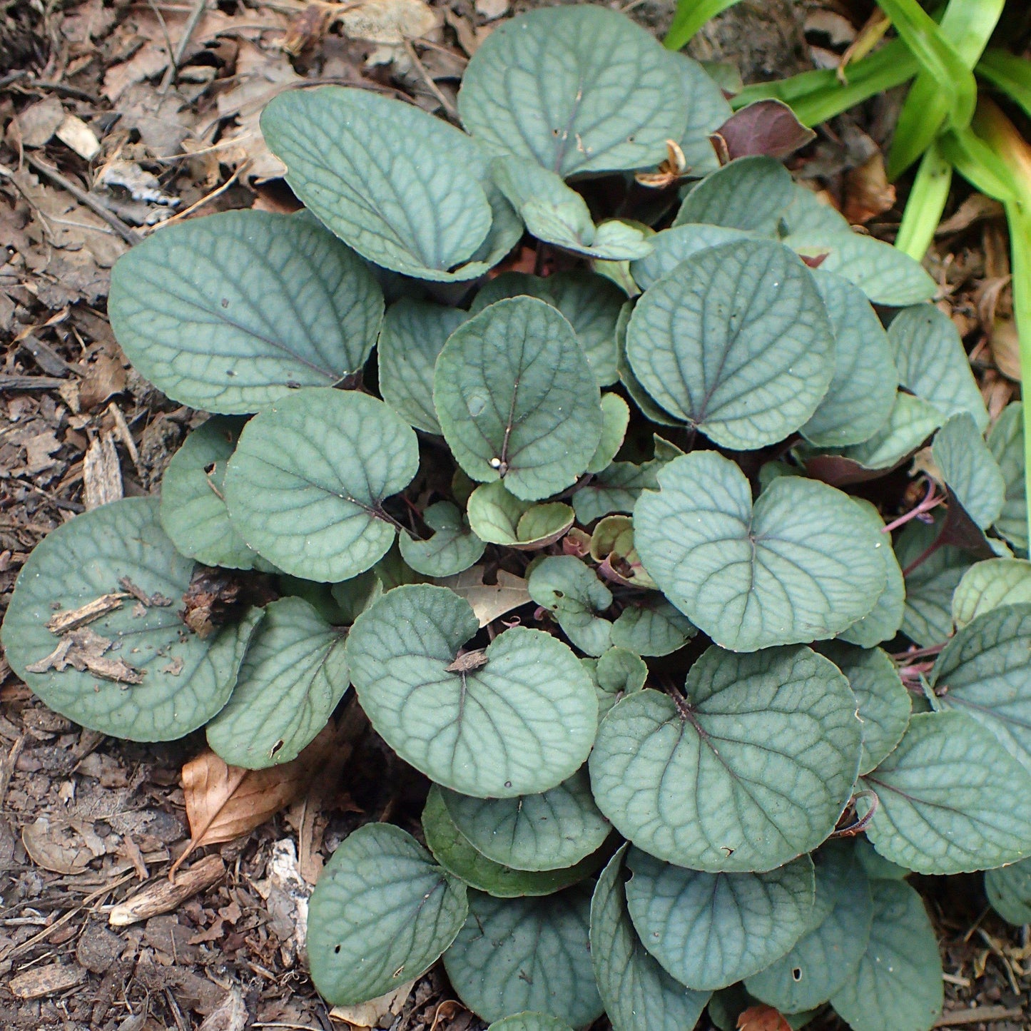 Viola walteri 'Silver Gem' - Silver Gem Prostrate Blue Violet
