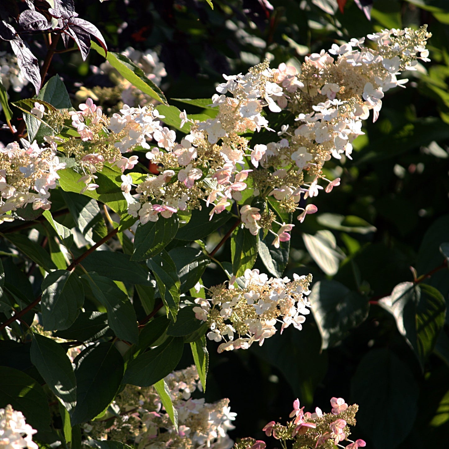 Hydrangea paniculata 'HPOPR018' - Bloomin' Easy® Torch™ Hydrangea