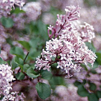 Syringa meyeri 'Palibin' - Dwarf Korean Lilac