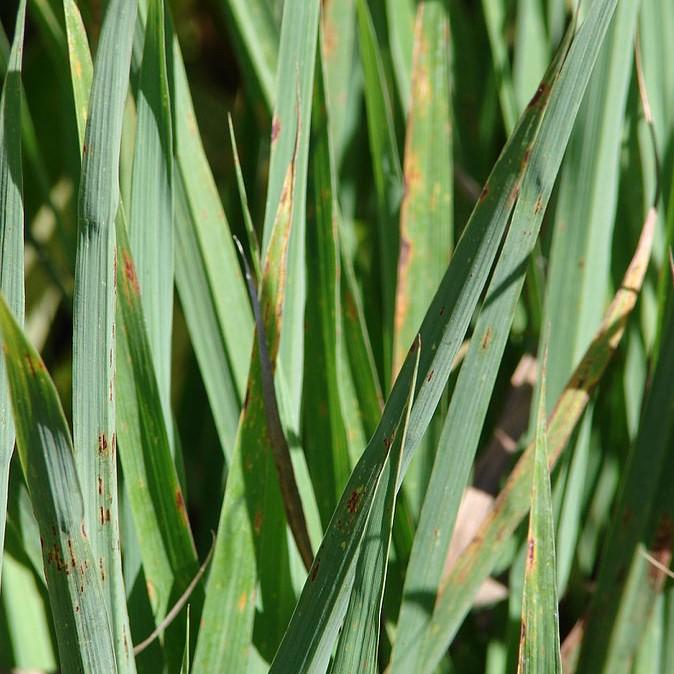 Cymbopogon citratus - Lemongrass