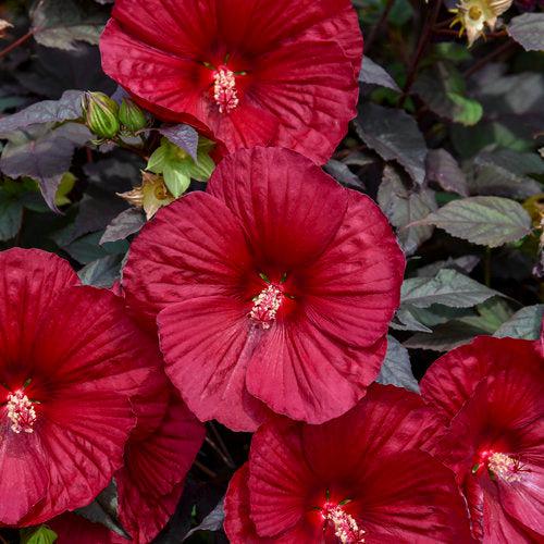 Hibiscus 'Holy Grail' - Summerific® Holy Grail Hibiscus