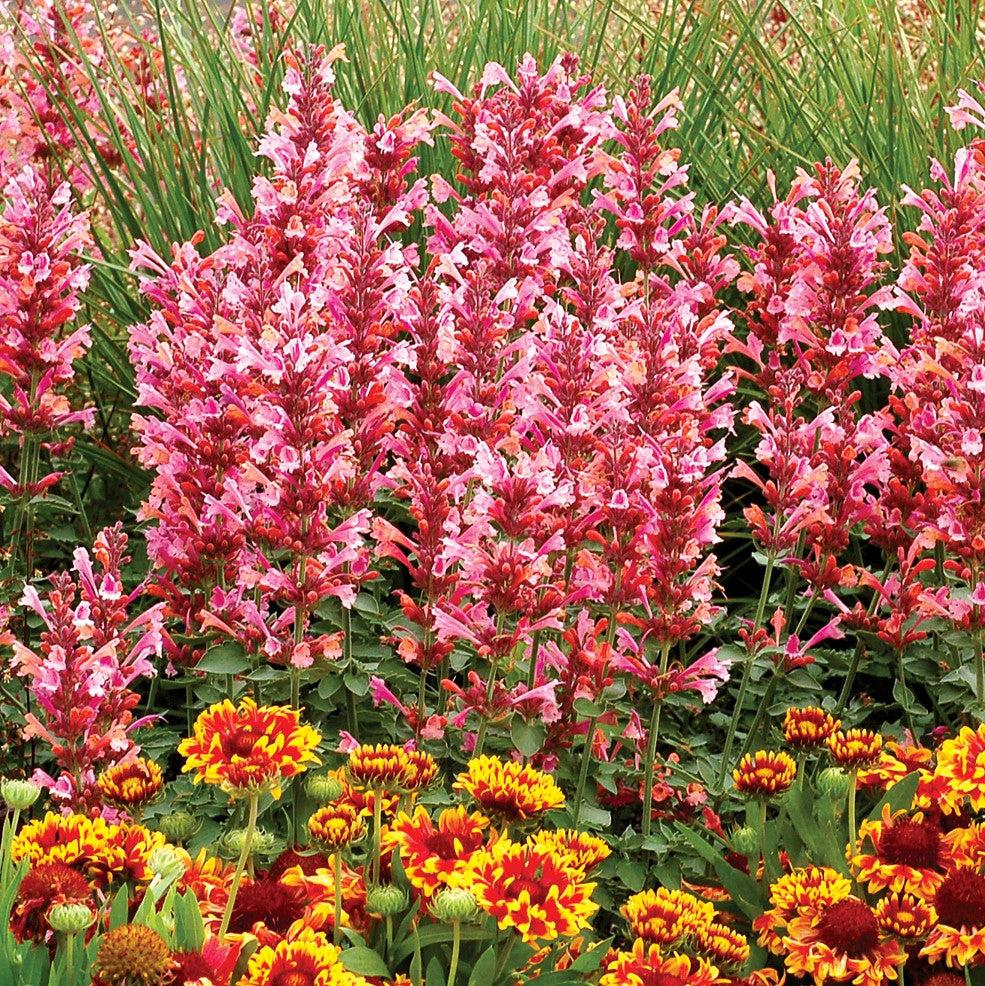 Agastache 'Kudos Ambrosia' - Kudos™ Ambrosia Hummingbird Mint, Hyssop
