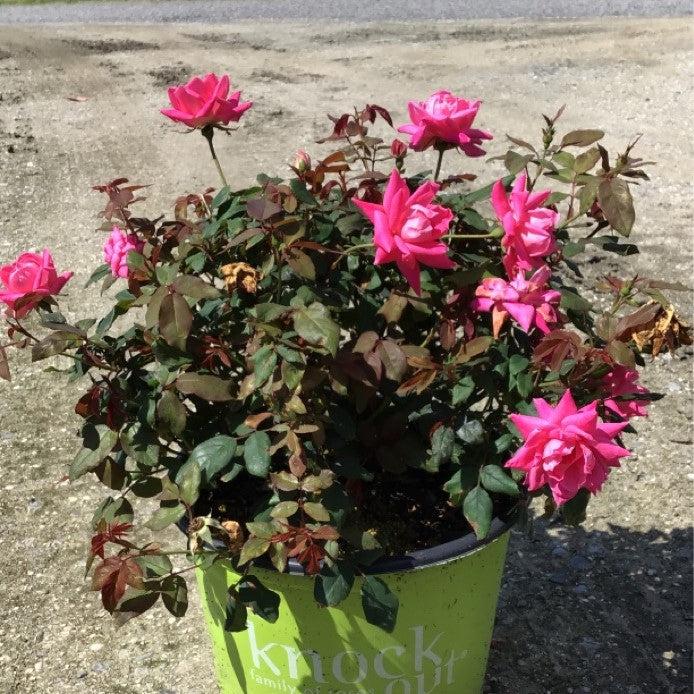 Rosa ‘Radtkopink’ PP 18,507 - Double Pink Knock Out® Rose