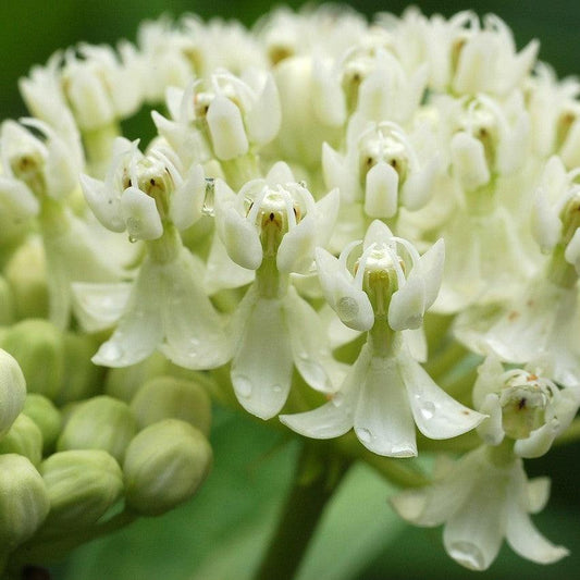 Asclepias incarnata 'Ice Ballet' - Ice Ballet Swamp Milkweed