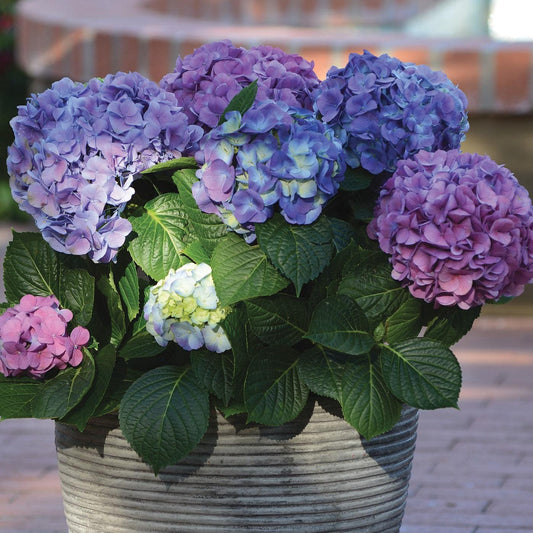 Hydrangea macrophylla 'Lindsey Ann' - LA Dreamin'® Hydrangea