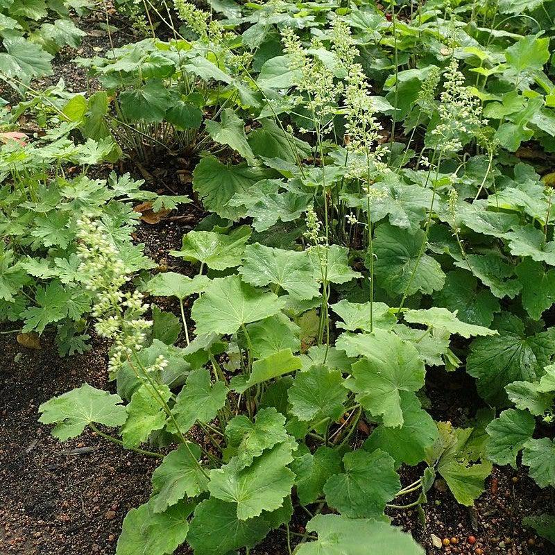 Heuchera villosa 'Autumn Bride' - Autumn Bride Coral Bells