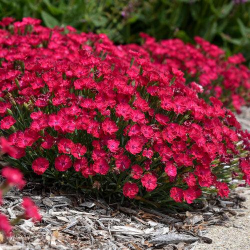 Dianthus 'Paint the Town Red' - Paint the Town Red Dianthus