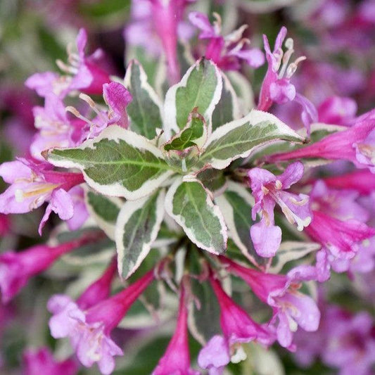 Weigela florida 'Verweig8' PP 30,064 - My Monet Purple Effect® Weigela
