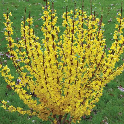 Forsythia x intermedia 'Mindor' - Show Off® Forsythia