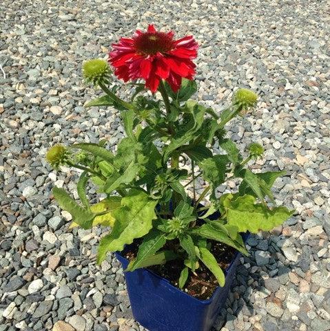 Echinacea x 'Balsomsed' PP23105 - Sombrero® Salsa Red Coneflower