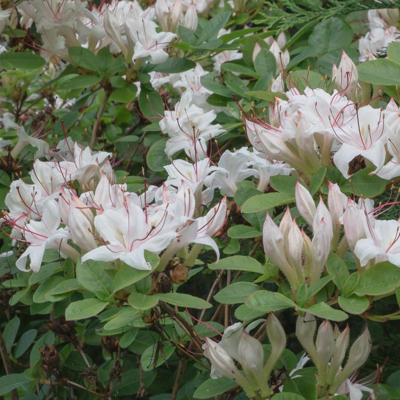 Rhododendron arborescens - Sweet Azalea