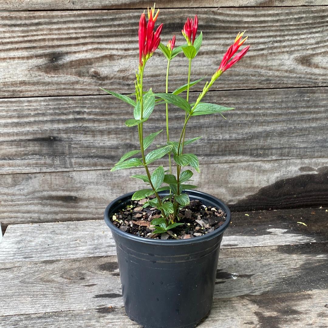 Spigelia marilandica 'Little Redhead - Little Redhead Indian Pink