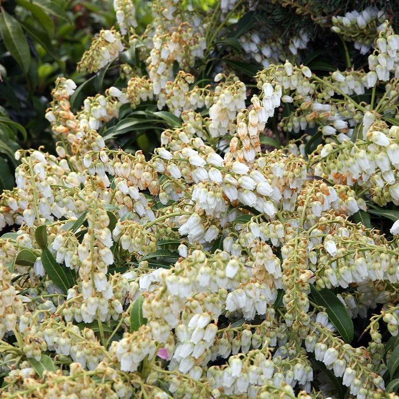 Pieris japonica 'Purity' - Purity Andromeda