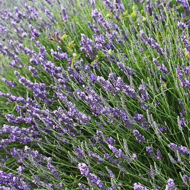 Lavandula x intermedia 'Provence' - Provence Lavender