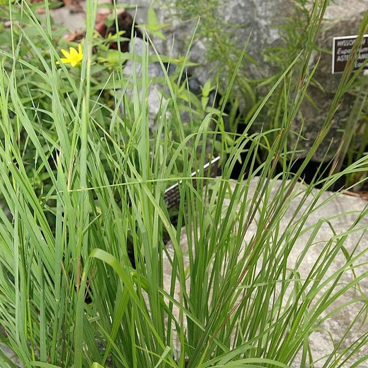 Andropogon virginicus - Broomsedge, Yellow Bluestem
