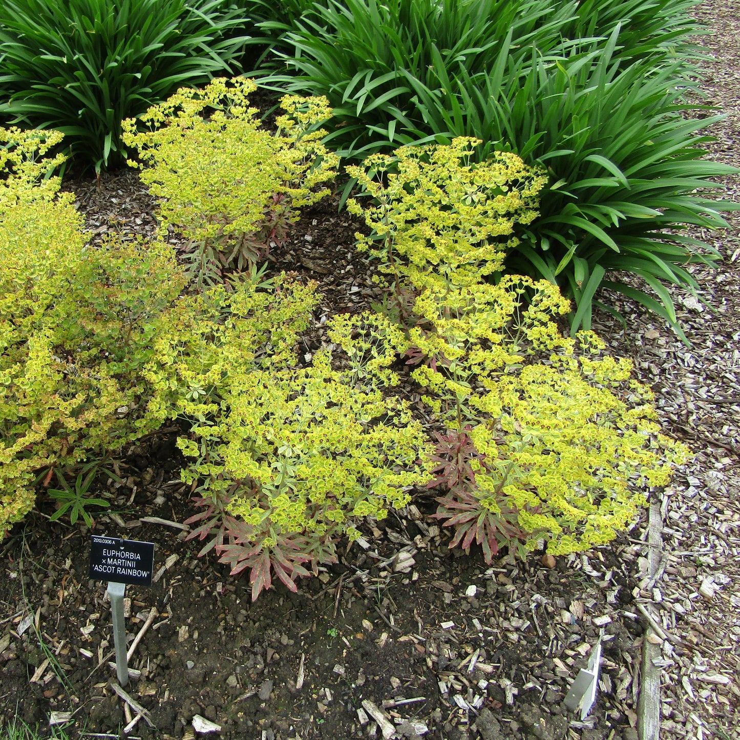 Euphorbia x martinii 'Ascot Rainbow' - Ascot Rainbow Spurge