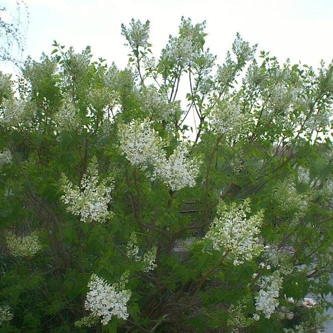 Syringa x oblata 'Betsy Ross' - Betsy Ross Lilac