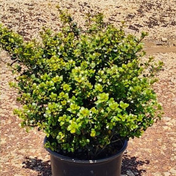 Ilex crenata 'Compacta' - Compact Japanese Holly