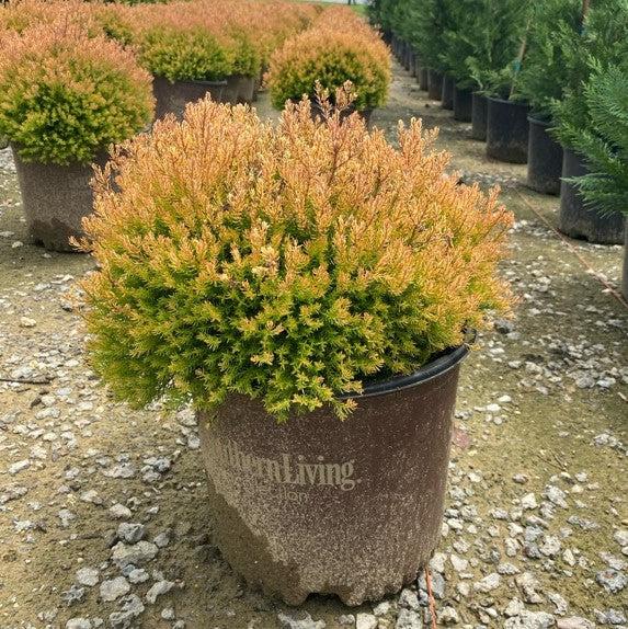 Thuja occidentalis 'Congabe' PP19,009 - Fire Chief™ Globe Arborvitae