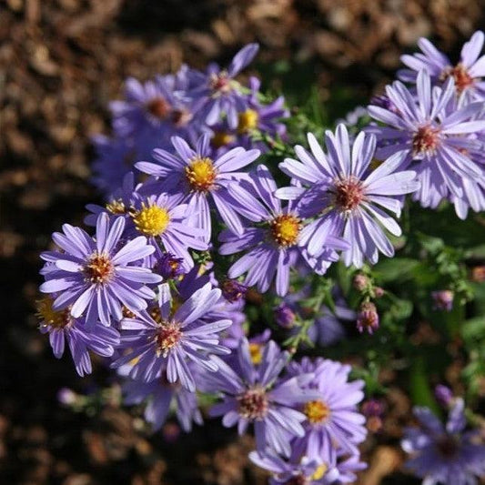 Aster laevis 'Bluebird' - Bluebird Smooth Aster
