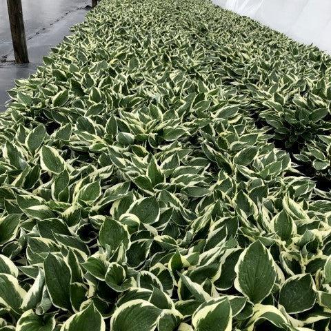 Hosta 'Patriot' - Patriot Hosta