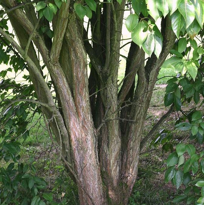 Viburnum lentago - Nannyberry