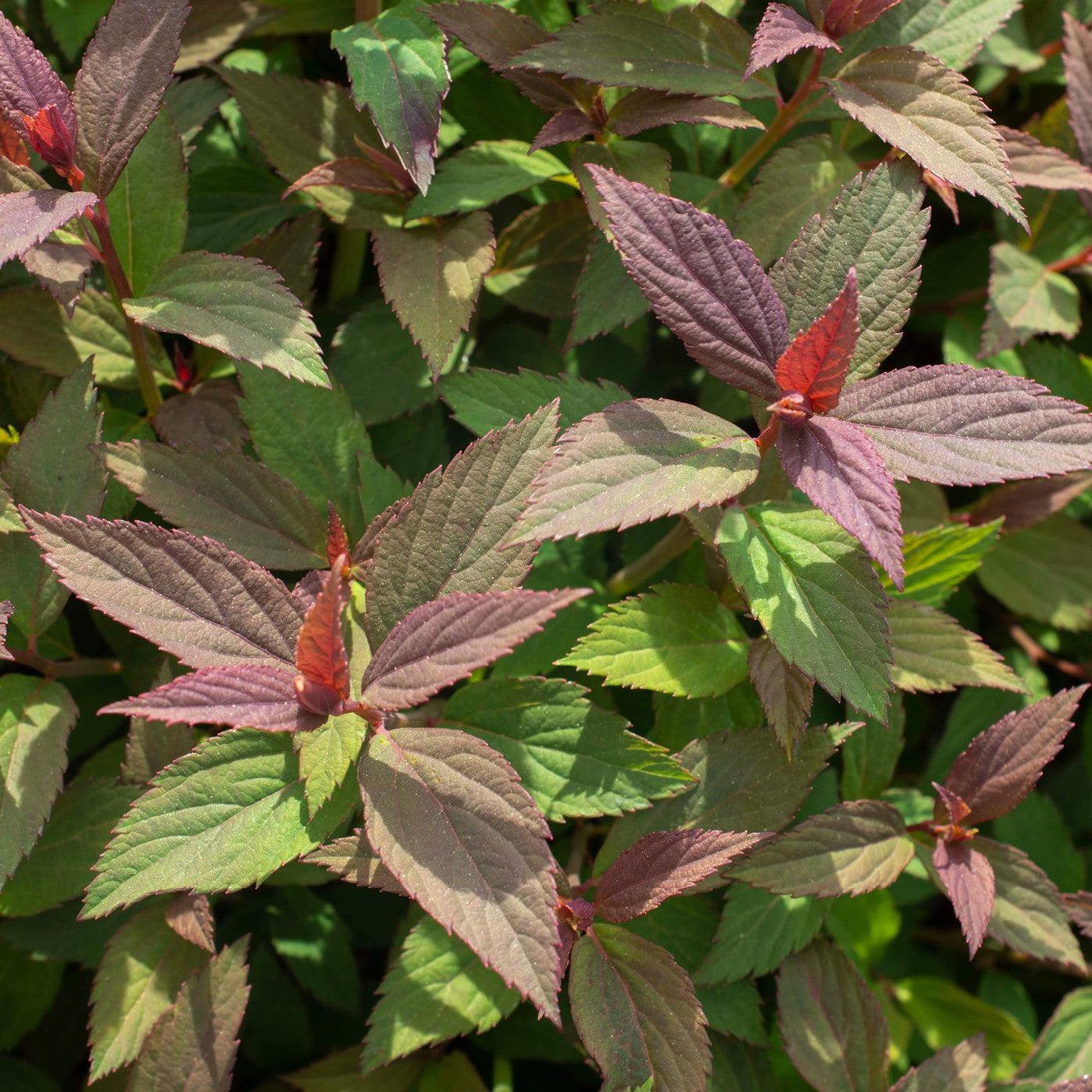 Spiraea japonica 'Iceconspir' PP 33,786 - Empire® Ice Dragon™ Spiraea