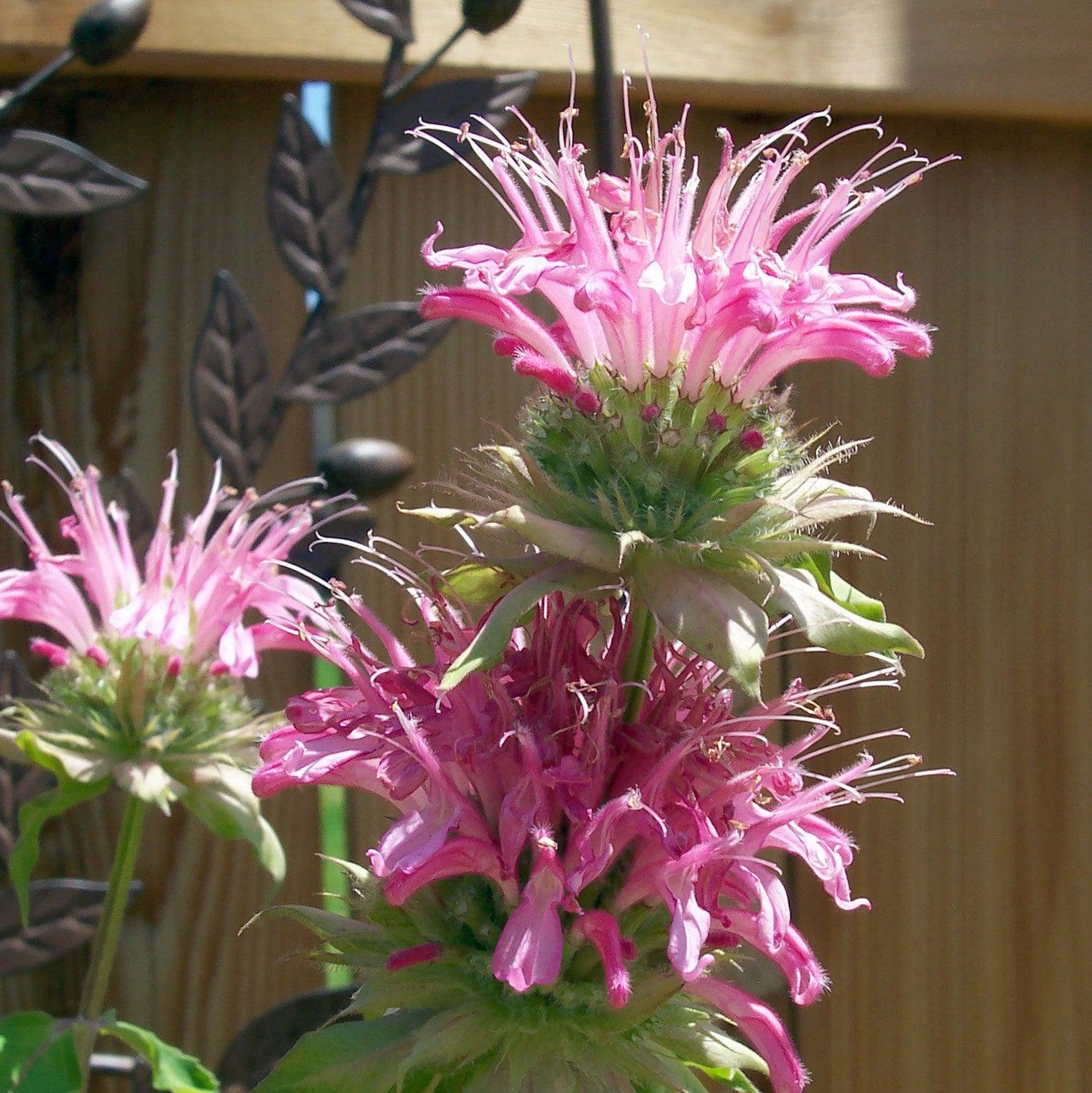 Monarda 'Bubblegum Blast' PP27497 - Sugar Buzz® Bubblegum Blast Bee Balm