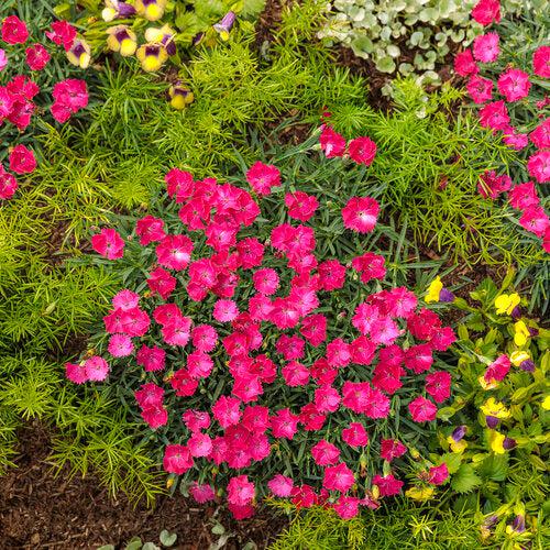 Dianthus 'Paint the Town Magenta' - Paint the Town Magenta Dianthus