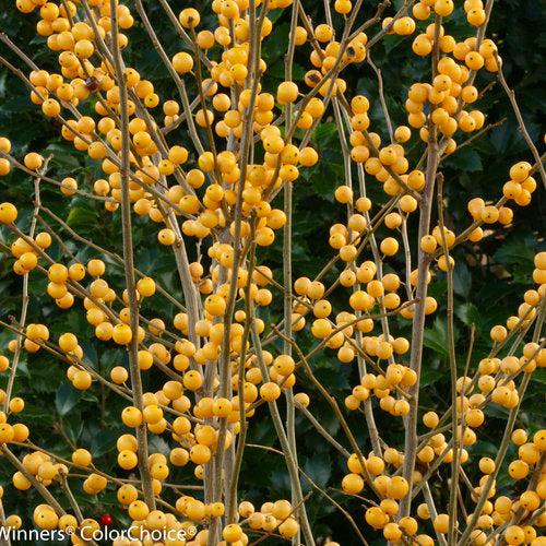 Ilex verticillata 'Roberta Case' - Berry Heavy® Gold Winterberry