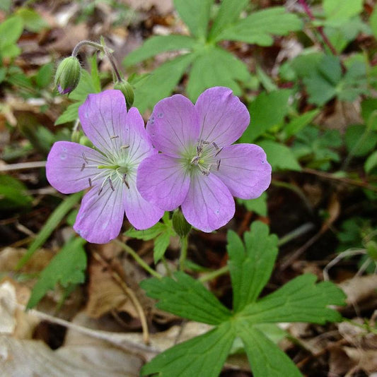 Geranium maculatum - Wild Cranesbill