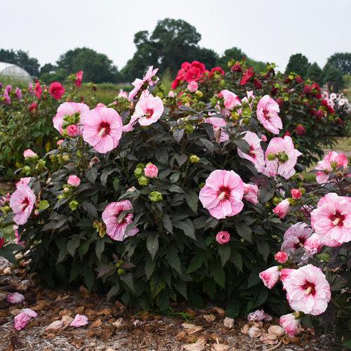Hibiscus 'Cherry Choco Latte' - Summerific® Cherry Choco Latte Hibiscus