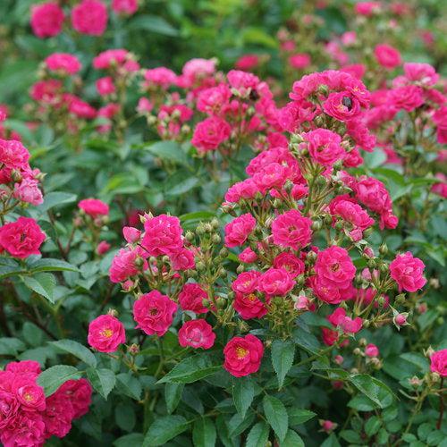 Rosa x 'Phyllis Sherman' - Oso Easy Peasy® Rose