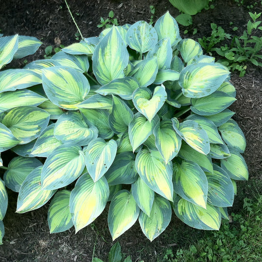 Hosta 'June' - June Hosta