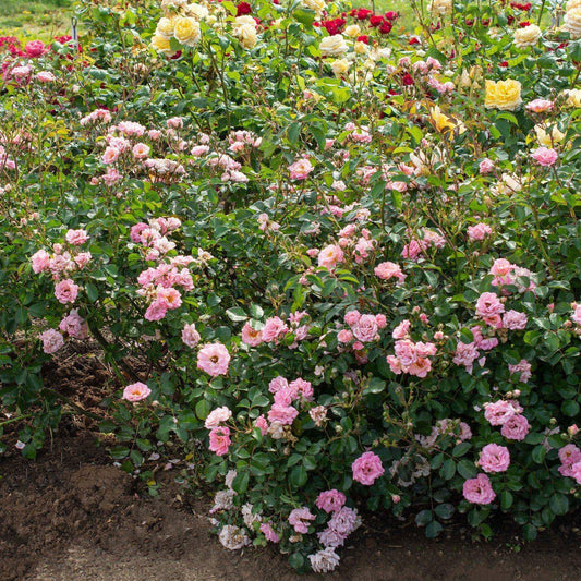 Rosa 'Meifranjin' PP 33,507 - Blushing Drift® Rose