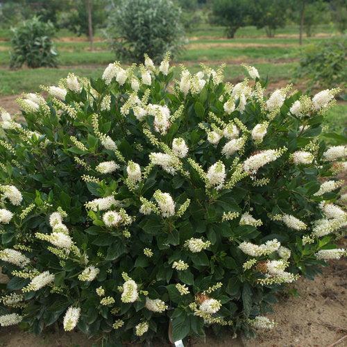 Clethra alnifolia 'Crystalina' - Sugartina® Summersweet