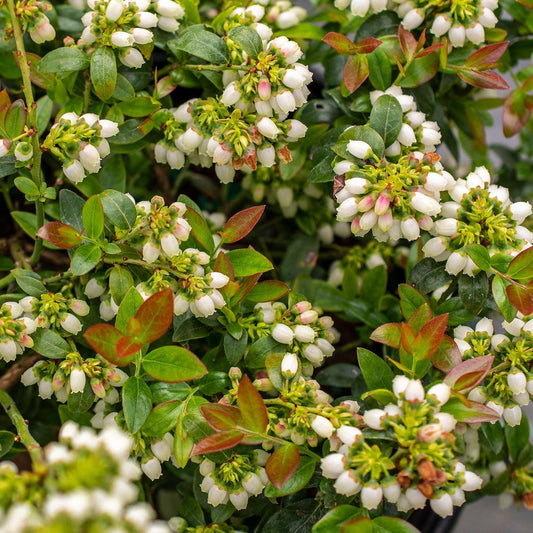 Vaccinium corymbosum hybrid 'ZF08-095' PP 25,467 - Bushel and Berry® BerryBux® Blueberry