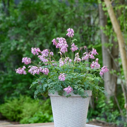 Dicentra 'Pink Diamonds' - Pink Diamonds Bleeding Heart