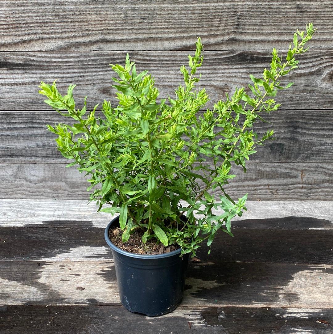 Aster oblongifolius 'Raydon's Favorite' - Raydon's Favorite Aromatic Aster
