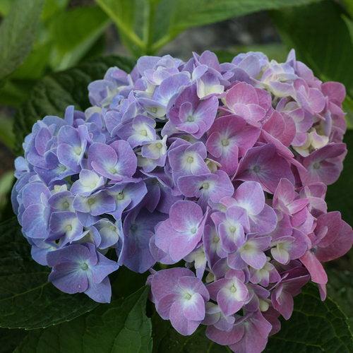 Hydrangea macrophylla 'SMHMTAU' - Let's Dance® Blue Jangles® Hydrangea