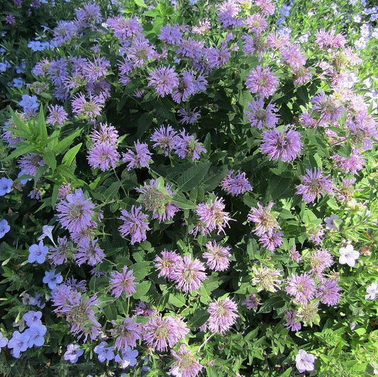 Monarda 'Blue Moon' - Sugar Buzz® Blue Moon Bee Balm