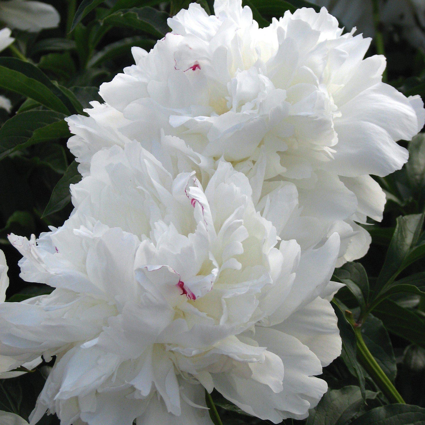 Paeonia lactiflora 'Festiva Maxima' - Festiva Maxima Peony