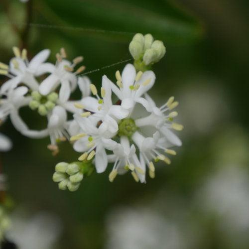 Heptacodium miconioides 'SMNHMRF' - Temple of Bloom® Seven-Son Flower