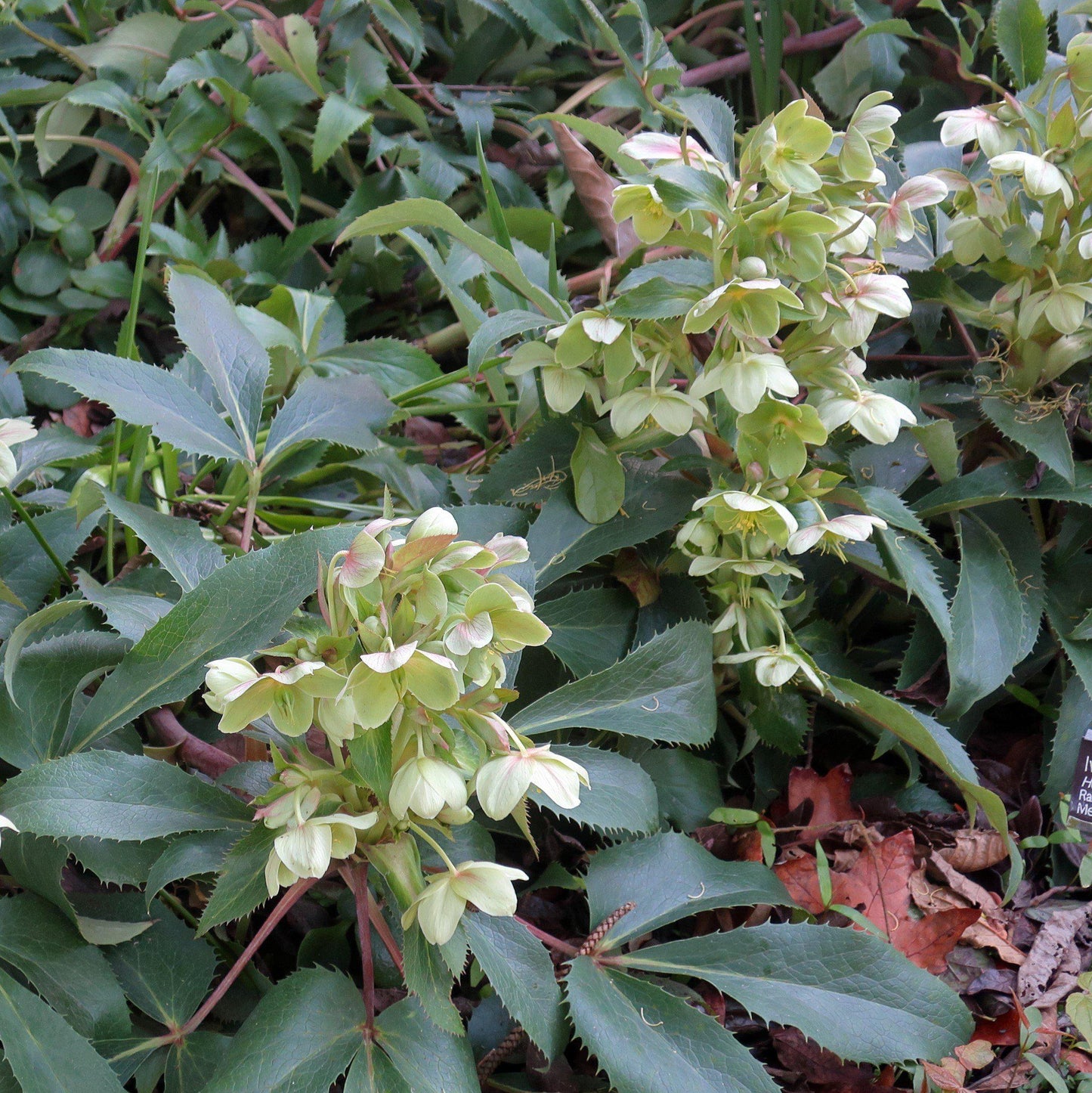 Helleborus 'Walhelivor' - Ivory Prince Lenten Rose