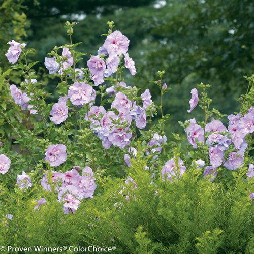 Hibiscus syriacus 'Notwoodone' - Lavender Chiffon® Rose of Sharon